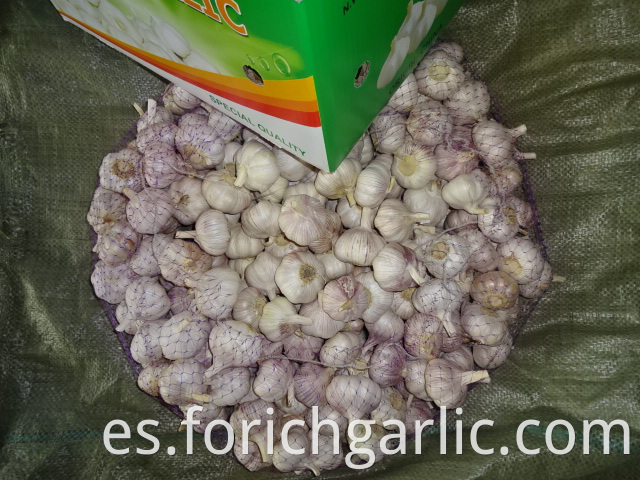 Different Sizes Normal Garlic 2019